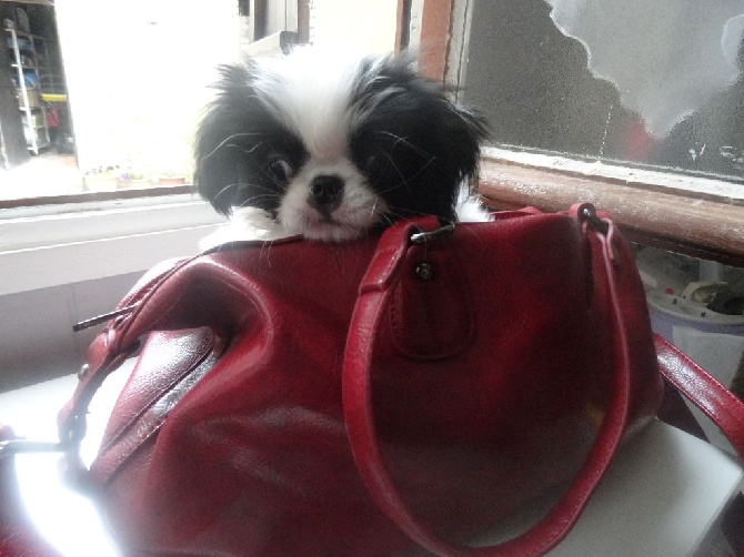 Du Chevalier Lancelot - jEANNETTE dans le sac à mains de maman